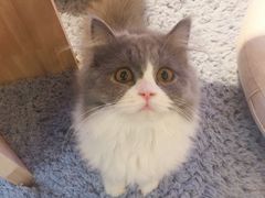 -momokira米努特·德文卷毛猫·棉花面纱犬