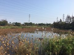-上海长兴岛郊野公园