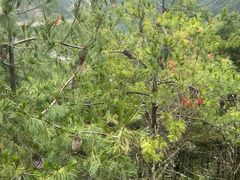 -康定跑马山风景区