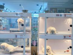 -翊宠yipet猫狗购宠庄园犬舍•猫舍