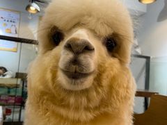 -爱诺耐芙动物医院(万博店)