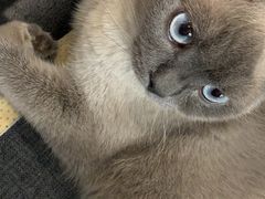 -四月宠物医院·猫专科·心脏专科·内科(转塘店)