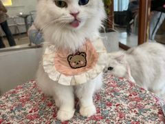 -共舞时光猫咖·狗咖(新街口店)