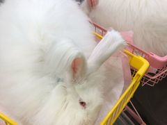 -极木²邸 人与宠物·互动社区