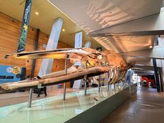 -墨尔本博物馆(Melbourne Museum)