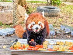 -灵玲国际马戏城