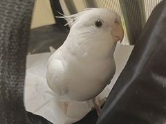 -安安宠医宠物医院·异宠·犬猫内科(岳阳分院)