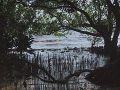 -宝安西湾红树林湿地公园