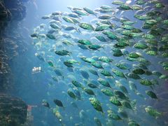 -海合安青岛极地海洋公园