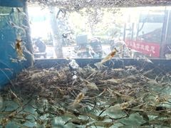 -全乐鱼馆·淳牌有机鱼直营店