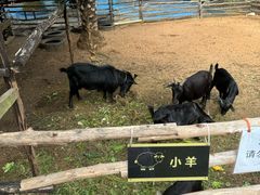 -三亚海棠湾喜来登度假酒店