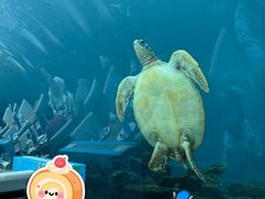 -海棠湾洲际-涛·海底餐厅·美人鱼·自助餐·海底隧道