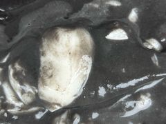 -钟姨糖水(惠城店)