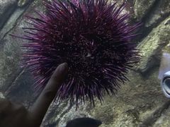 -瑞普利水族馆