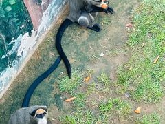 -西霞口神雕山野生动物世界