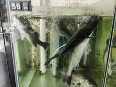 -凯盈阁·顺德私房菜·桑拿鸡