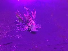 -瑞德姆美人鱼海底演艺主题餐厅(亚龙湾店)