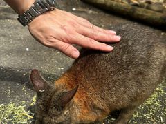 -费瑟代尔野生动物园