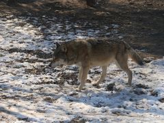 -大连森林动物园