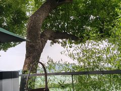 -水上明月·湖景餐厅