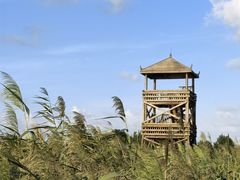 -盐城丹顶鹤湿地生态旅游区