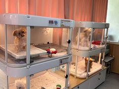 -翊宠yipet猫狗购宠庄园犬舍•猫舍