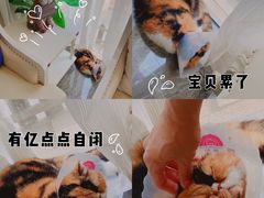 -宠爱国际动物医院· 猫科· 外科·中兽医(长白店)