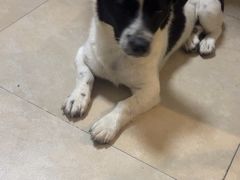 -艾贝尔宠物医院·狂犬免疫点(江山金象城店)