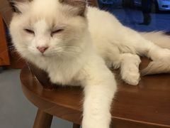 -猫友咖啡店(玉林西路店)