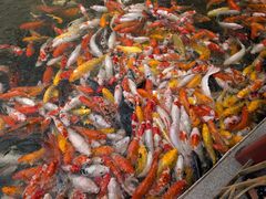 -番禺宾馆丽苑厅