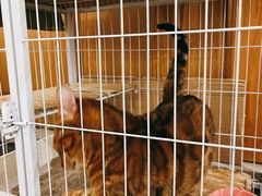 -田记宫廷奶酪