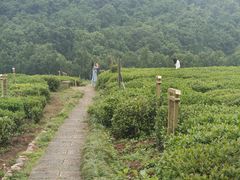 -中国茶叶博物馆(双峰馆区)