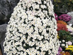 -菊花台公园