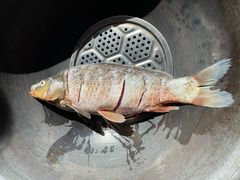 -北京龙庆四季香农家饭庄·灶台鱼·碳烤虹鳟鱼(龙庆峡店)