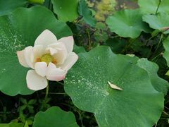 -泗洪洪泽湖湿地景区