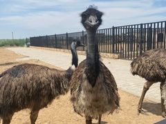 -恩格贝生态旅游区