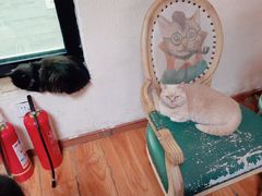 -猫小院猫主题餐厅(南锣旗舰店)