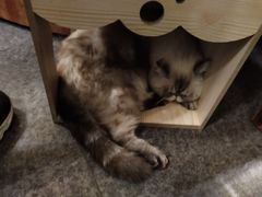 -猫色咖啡·猫咖