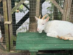 -宫城藏王狐狸村