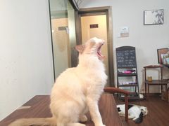 -楼上猫咖(罗湖店)