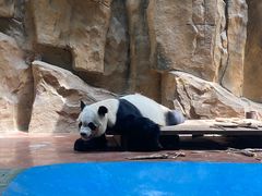 -成都动物园