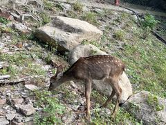 -北京鹿世界主题园