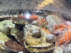 -大锅强·蒸海鲜青岛菜(吾悦广场店)