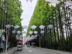 -日照海滨国家森林公园