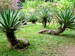 -中国科学院西双版纳热带植物园