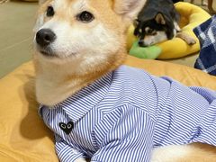 -逗柴咖啡屋·狗咖猫咖宠物桌游
