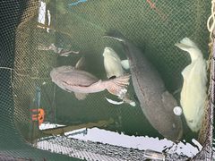 -蓝湾碧波·老字号·疍家非遗海上餐厅