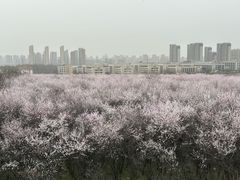 -明秦王墓遗址