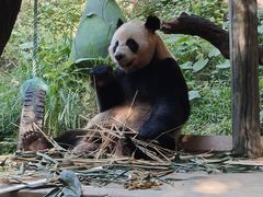 -广州长隆野生动物世界