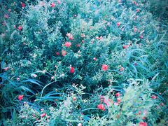 -天津东丽湖风景区